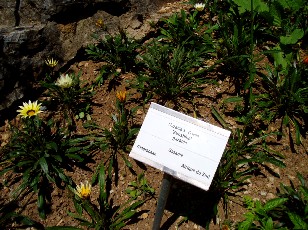 Jardin botanique au mois d'août à Neuchâtel