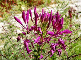 Jardin botanique au mois d'août à Neuchâtel