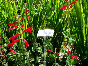 Jardin botanique au mois d'ao�t � Neuch�tel