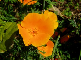 Jardin botanique au mois d'ao�t � Neuch�tel