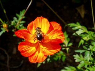 Jardin botanique au mois d'ao�t � Neuch�tel