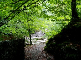 Les gorges de Jogne près de Broc