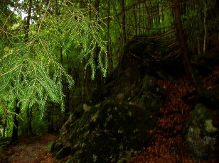 Les gorges de Jogne près de Broc