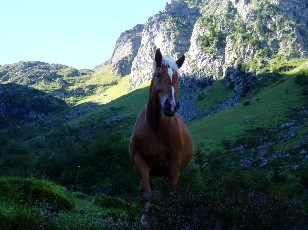 La montée au lac Bleu, regard attentif...