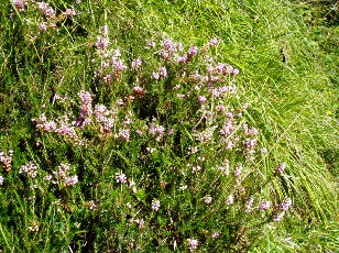 Magie et Beaut� de la Nature