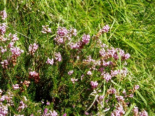 Magie et Beaut� de la Nature