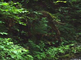 Gorges de la Poëta-Raisse