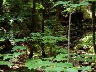 Gorges de la Poëta-Raisse