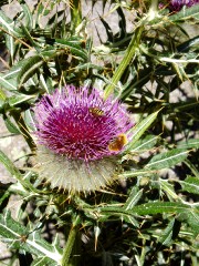 Magie et Beauté de la Nature au Pont d'Espagne !