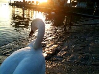La beauté du cygne