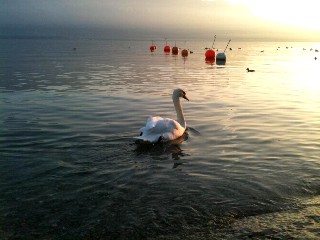 La beauté du cygne