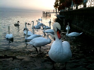 La beauté du cygne