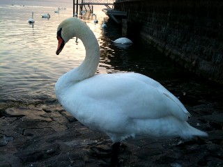 La beauté du cygne