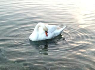 La beauté du cygne