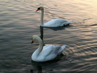La beauté du cygne