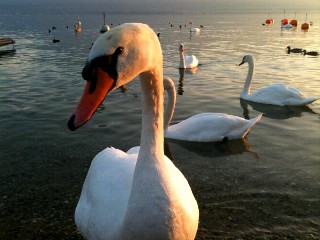 La beauté du cygne