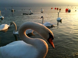 La beauté du cygne